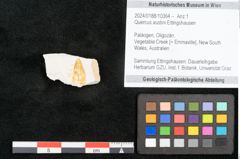 Foto (Objekt + Etikett) von Quercus austini Ettingshausen (NHMW-GEO-2024-0188-10364)